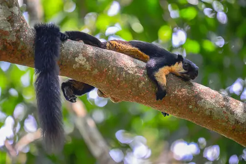 Giant Squirrel, Gunung Raya