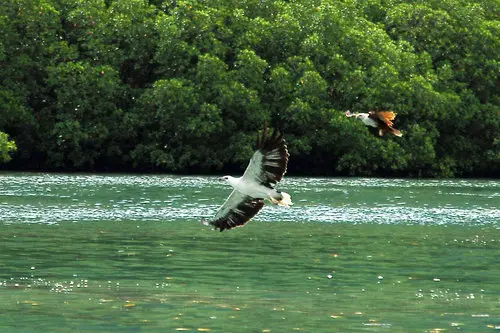 White Bellied Sea Eagle, Langkaw