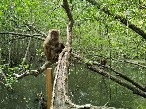 Monkeys in Mangrove Langkawi