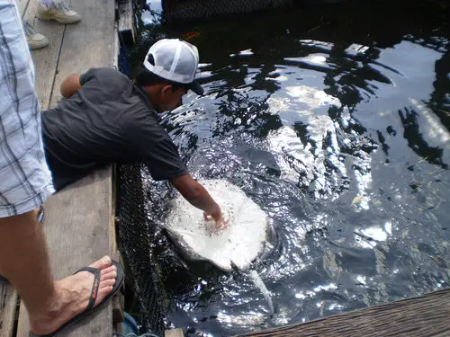 Feeding Stingray at Fish Farm