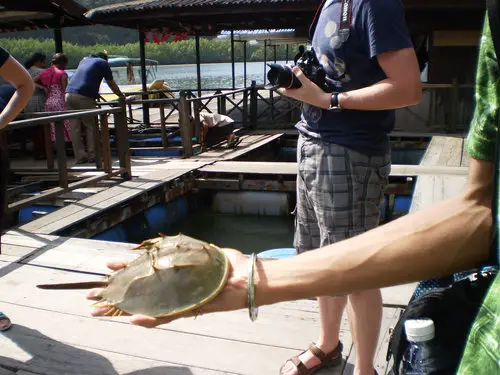 Horseshoe crab at fish farm