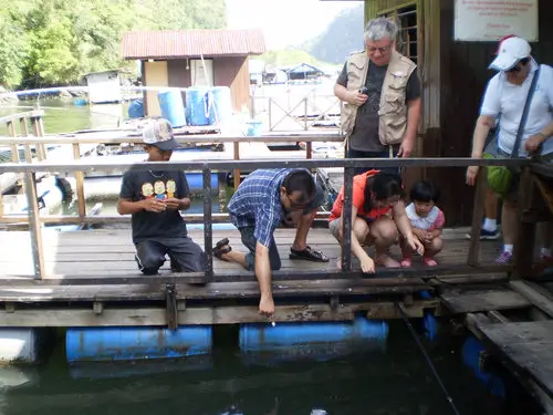 Floating fish farm langkawi