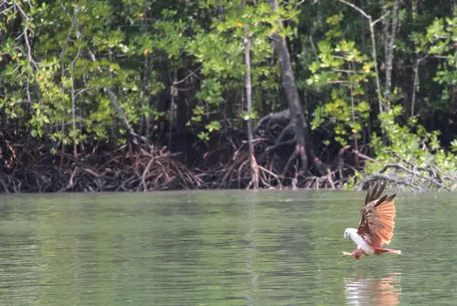 Eagle Feeding Langkawi