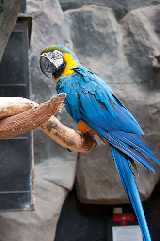 Blue  Gold Macaw Langkawi