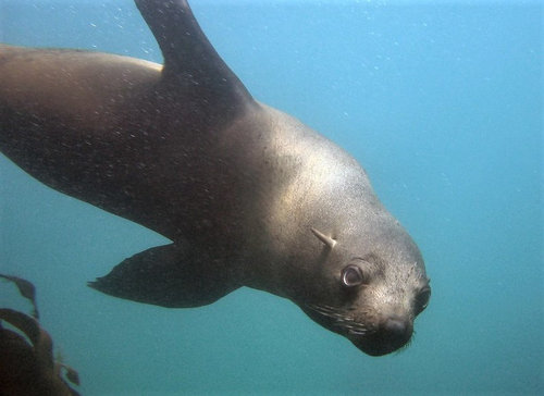 Fur Seal