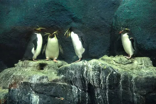 Rockhopper Penguins