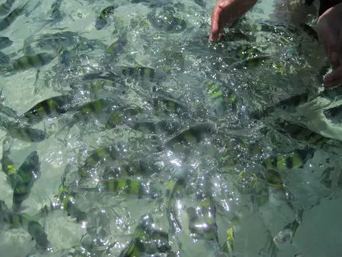 Pulau Payar Fish Langkawi