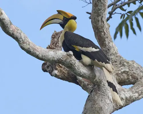 Great Hornbill, Gununga Raya