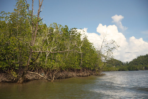 Mangroves, Langkawi