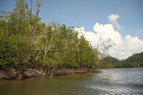 Mangroves, Langkawi