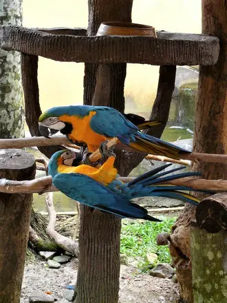 Blue   Gold Macaw