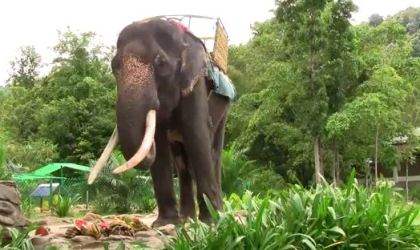 Elephant Adventure Ride Langkawi