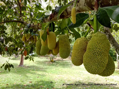 Jackfruits at Mardi Langkawi