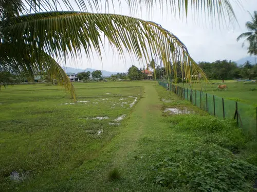 Laman Padi Rice Field