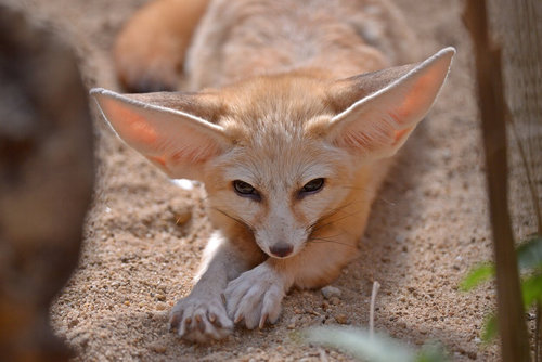 Fennec Fox Langkawi Wildlife