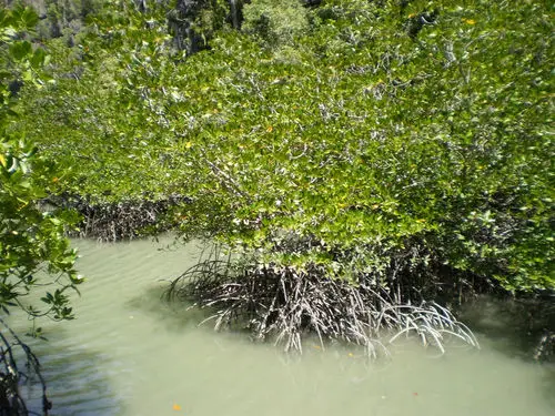 Mangroves, Langkawi