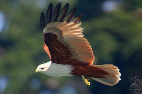 Reddish Brown Eagle, Langkawi