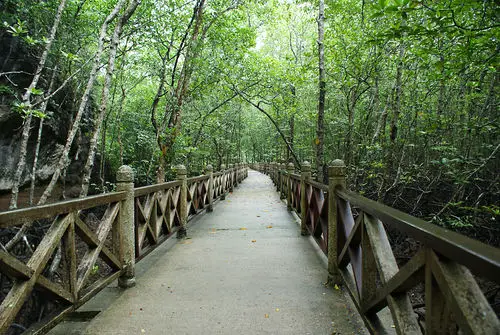 Mangrove Boardwalk Langkawi