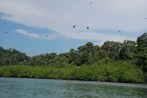 Eages in sky, Langkawi