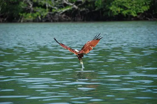 Eagle feeding, Langkawi