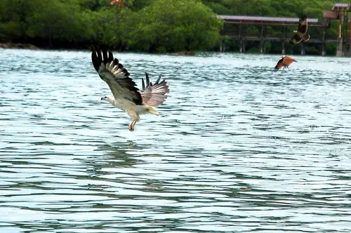 Eagle feeding, Langkawi