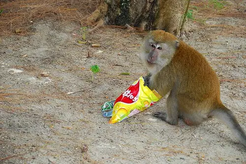 Monkey at Pulay Beras Basah