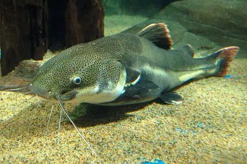 Redtail Catfish, Langkawi