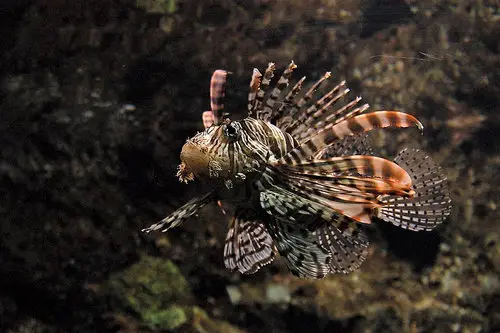 Lionfish, Langkawi