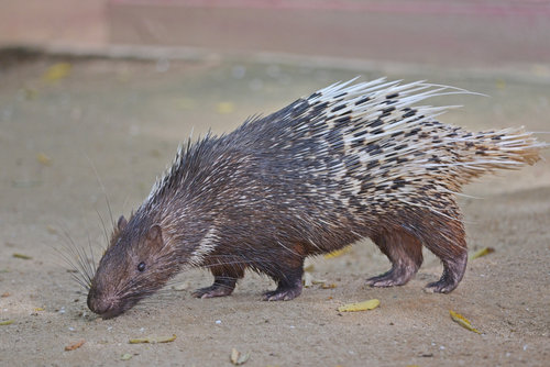 Malayan Porcupine