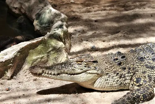 Crocodile Langkawi Wildlife Park
