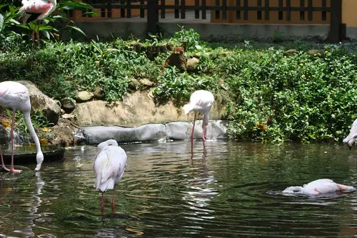 Flamingos Langkawi Wildlife Park