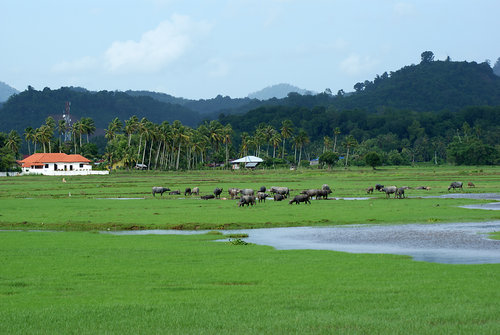 Langkawi village landscape