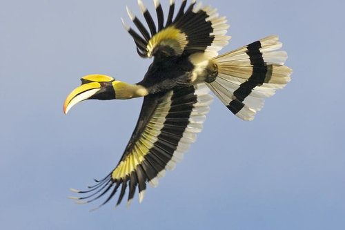 Great Hornbill Langkawi