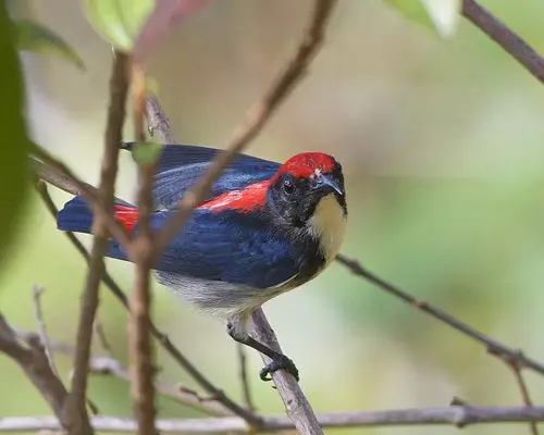 Scarlet-backed Flowerpecker