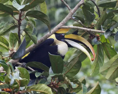 Great Hornbill at Gunung Raya