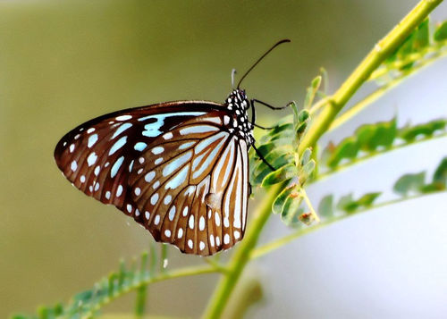 Scarce Blue Tiger, Langkawi