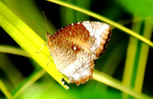 Common Palmfly, Langkawi